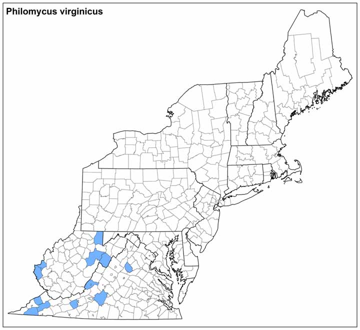 Philomycus virginicus Range Map